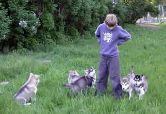 puppies